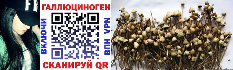 Галлюциногенные грибы Cubensis Северск